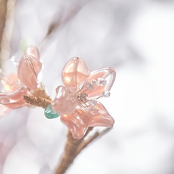 櫻花花禮/Cherry blossoms 第3張的照片