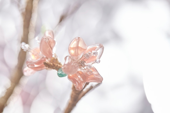 櫻花花禮/Cherry blossoms 第3張的照片
