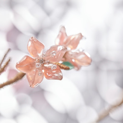 桜の花のセレモニー/桜 5枚目の画像