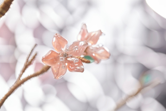 櫻花花禮/Cherry blossoms 第5張的照片