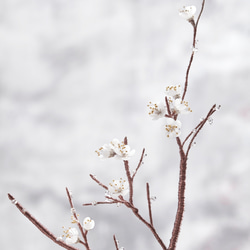 梅の花とギフト/梅の花 3枚目の画像