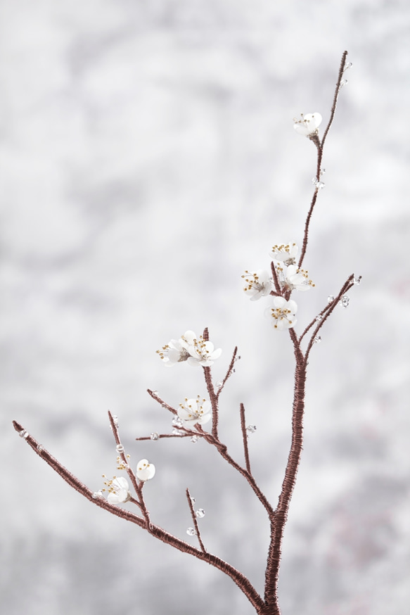梅の花とギフト/梅の花 3枚目の画像