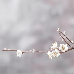 梅の花とギフト/梅の花 5枚目の画像