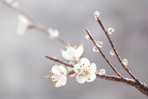 梅花花禮 / Plum blossom 第6張的照片