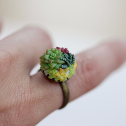 袖珍多肉戒指 Miniature Succulent Plants Ring 第3張的照片