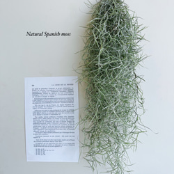 W★限定特選品★希少レア激安☆聖なる樹【神秘的な香り♢バロサントウッド香】❤️ Wt☆限定特選品☆希少レア激安☆聖なる樹【神秘的な香り