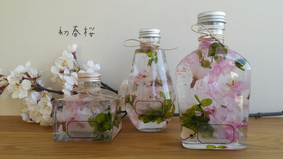 初春桜☆　ハーバリウム♬ 1枚目の画像