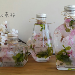 初春桜☆　ハーバリウム♬ 1枚目の画像