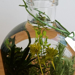 再販！ハーバリウム・グリーンプランツの草花景色5♬ 4枚目の画像