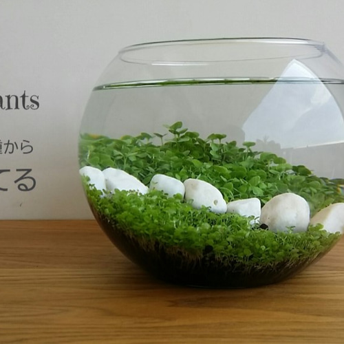 水草育成キット付属品一式 【公式通販】 水草育成キット