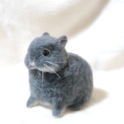 ネザーランドドワーフのベビーうさぎさん ブルーオター 羊毛