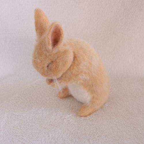 sold)お祈りうさぎさん くしくし ネザーランドドワーフ オレンジ 羊毛