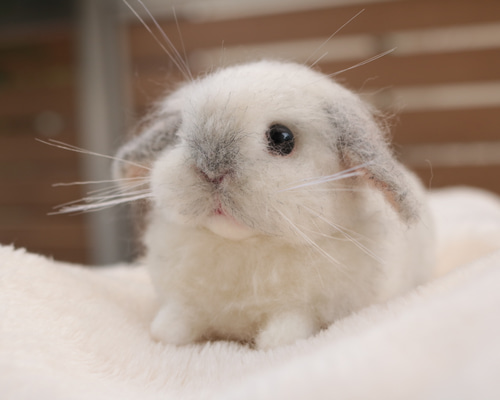 lapiniere ラピニエール　羊毛　うさぎ　手作り　ハンドメイド　フロスティ 1_3d3caaf092475cc9bfa3e279216d