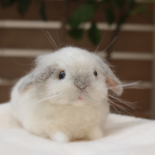 sold》リラックスポーズのベビーうさぎさん フロスティ ロップイヤー