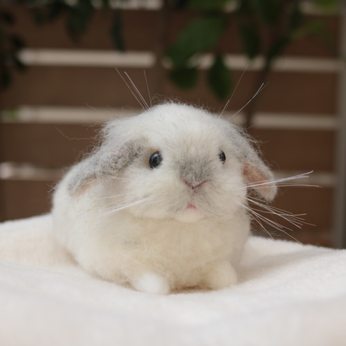 sold》リラックスポーズのベビーうさぎさん フロスティ ロップイヤー