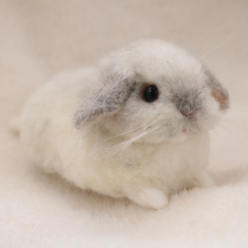 sold》リラックスポーズのベビーうさぎさん フロスティ ロップイヤー