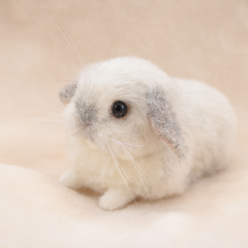 sold》リラックスポーズのベビーうさぎさん フロスティ ロップイヤー