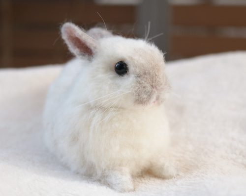 fluffyteddy＊手染めヒマラヤンうさぎ。 fluffyteddy＊手染めヒマラヤンうさぎ。