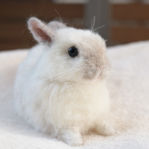 sold)びよーんとリラックスしているうさぎさん ネザーランドドワーフ