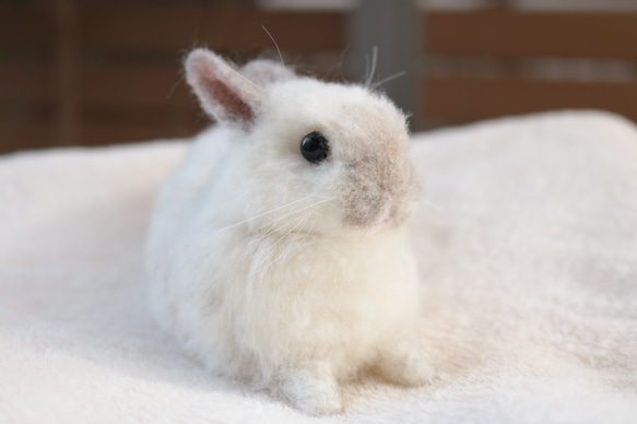 sold)びよーんとリラックスしているうさぎさん ネザーランドドワーフ