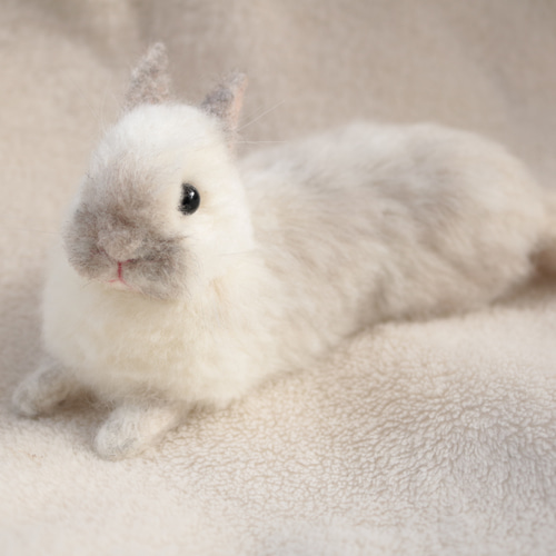 sold)びよーんとリラックスしているうさぎさん ネザーランドドワーフ