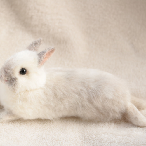 sold)びよーんとリラックスしているうさぎさん ネザーランドドワーフ