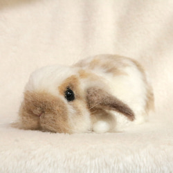 sold)ペタッとしているうさぎさん ロップイヤー ブロークンオレンジ