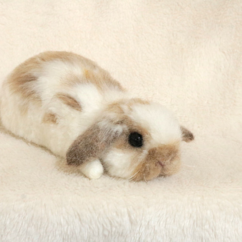 sold)ペタッとしているうさぎさん ロップイヤー ブロークンオレンジ