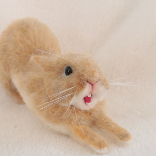 ガオー！あくびをしているうさぎさん ネザーランドドワーフ オレンジ