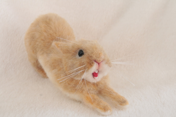 ガオー！あくびをしているうさぎさん ネザーランドドワーフ オレンジ