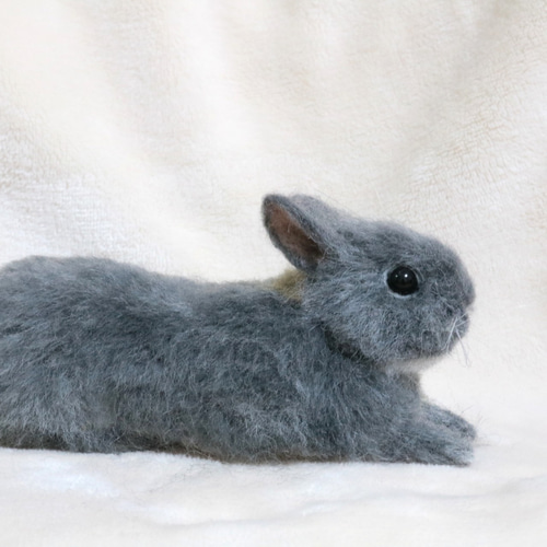 ブルーオターのリラックスうさぎさん ネザーランドドワーフ 羊毛