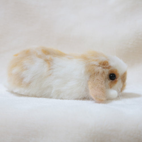 ペタッとしているうさぎさん ホーランドロップイヤー ブロークン