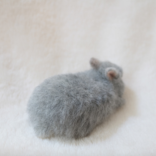 ペタッとしている子うさぎさん ネザーランドドワーフ チンチラ(グレー