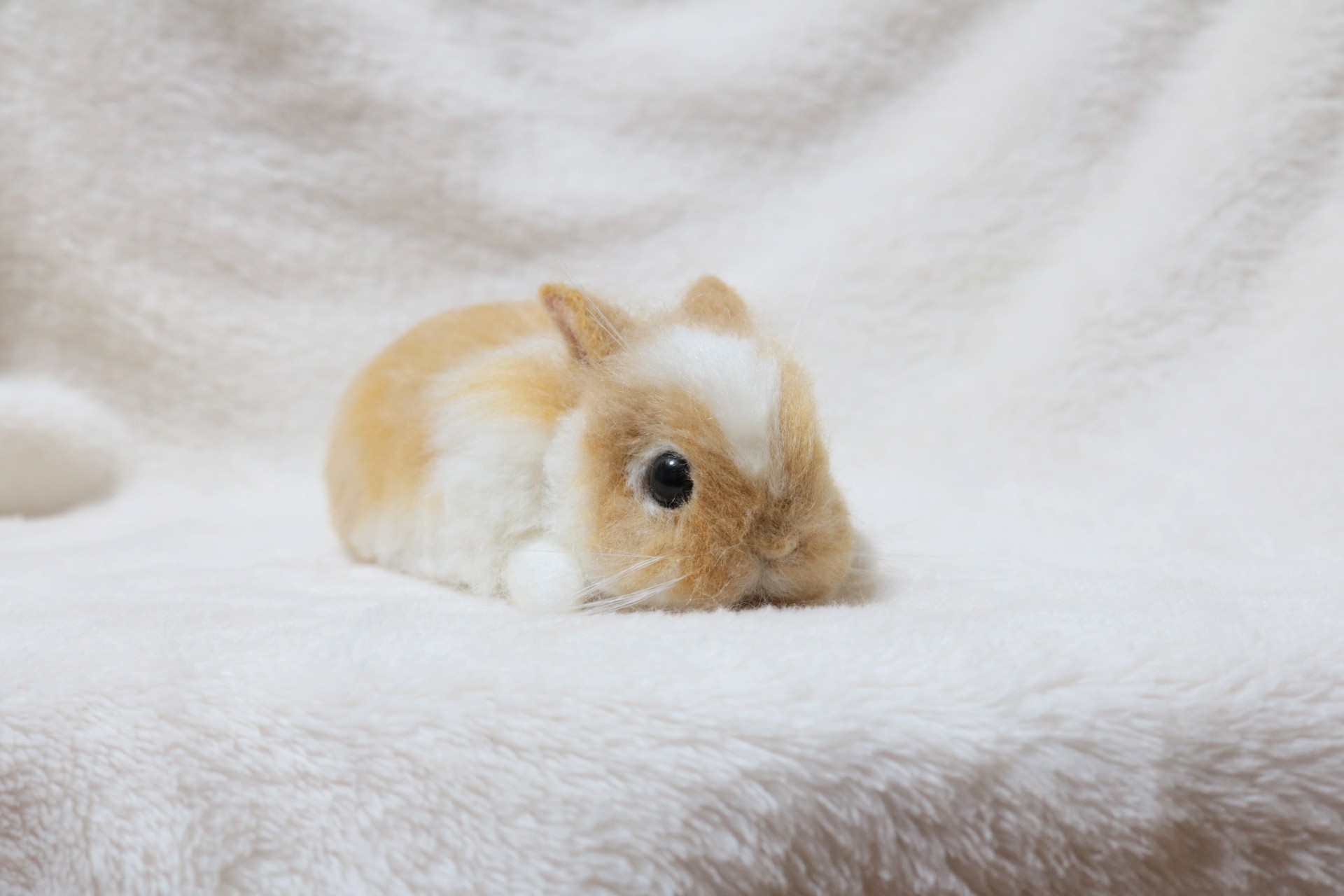 fluffyteddy＊手染めヒマラヤンうさぎ。 野性味あふれる甘えん坊！ヒマラヤンってどんなうさぎ？｜ペットの杜