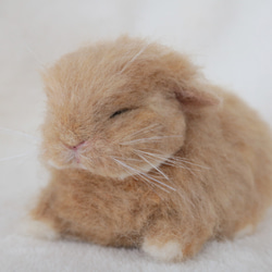 おねんね中のベビーうさぎさん ホーランドロップ オレンジ 羊毛