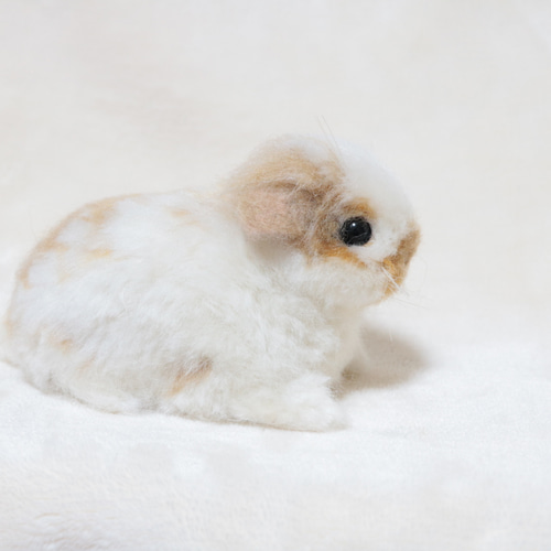 soldホーランドロップのベビーうさぎさん ブロークンオレンジ 羊毛