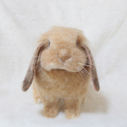 sold【送料無料】大きなサイズのリアルうさぎさん ホーランドロップ