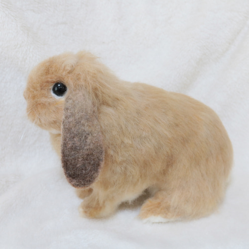 sold【送料無料】大きなサイズのリアルうさぎさん ホーランドロップ