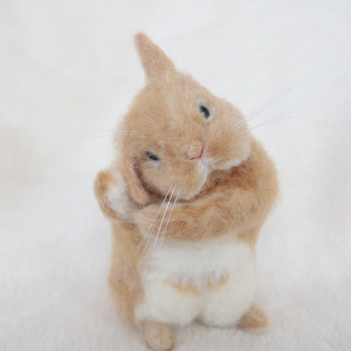 soldティモテをしているうさぎさん ネザーランドドワーフ オレンジ