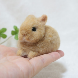 小さな手のひらうさぎさん ネザーランドドワーフ オレンジ 羊毛