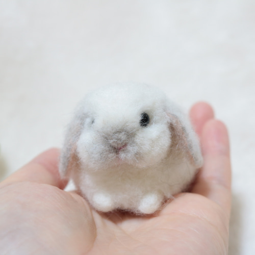 sold小さな手のひらうさぎさん ホーランドロップイヤー フロスティ
