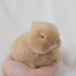 目が開きそうなベビーうさぎさん ネザーランドドワーフ オレンジ