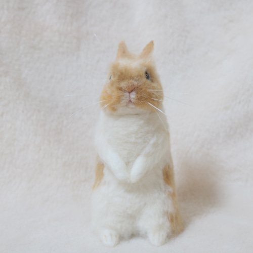 soldうたっちをしているうさぎさん ネザーランドドワーフ ブロークン