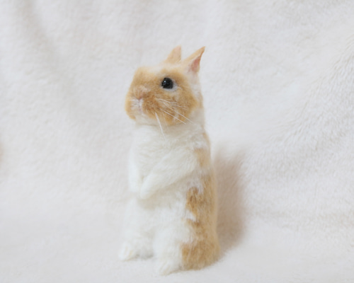 soldうたっちをしているうさぎさん ネザーランドドワーフ ブロークン
