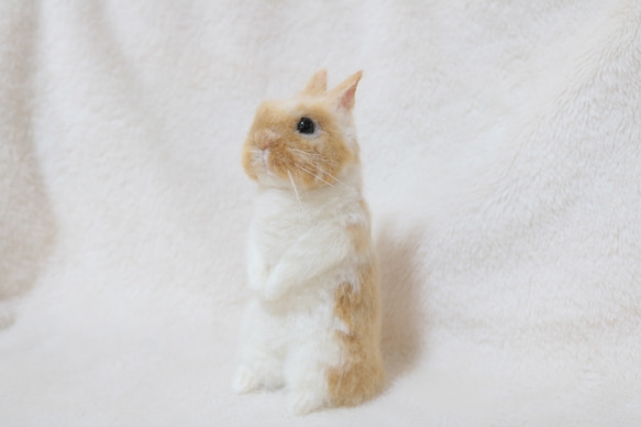 soldうたっちをしているうさぎさん ネザーランドドワーフ ブロークン