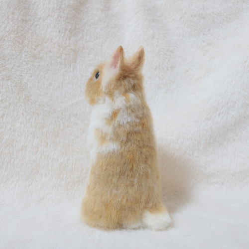 soldうたっちをしているうさぎさん ネザーランドドワーフ ブロークン