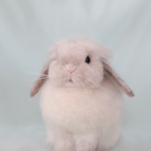soldフロスティのうさぎさん ホーランドロップイヤー 羊毛フェルト