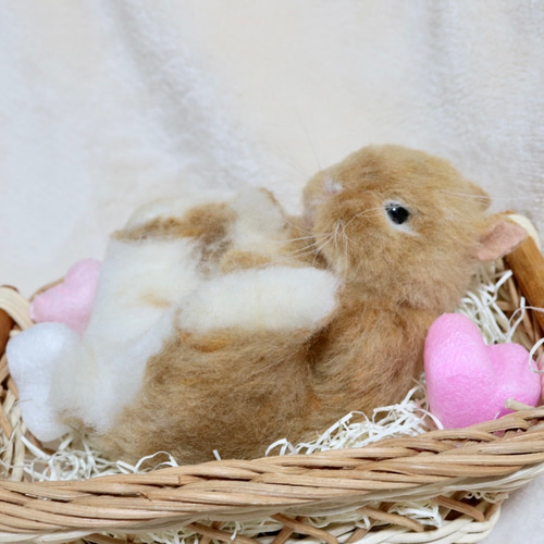 soldコロンとしている子うさぎさん ネザーランドドワーフ オレンジ