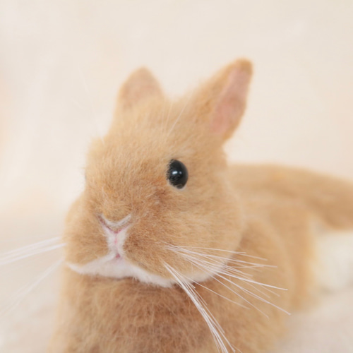 リラックスポーズのうさぎさん ネザーランドドワーフ オレンジ 羊毛