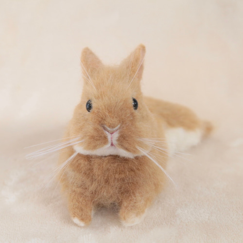 リラックスポーズのうさぎさん ネザーランドドワーフ オレンジ